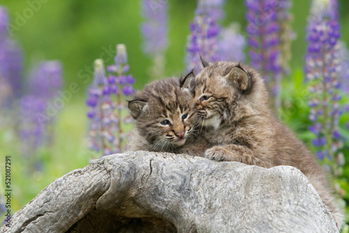 Bobcat Kittens Snuggling with a Background of Purple Lupine Flowers photo