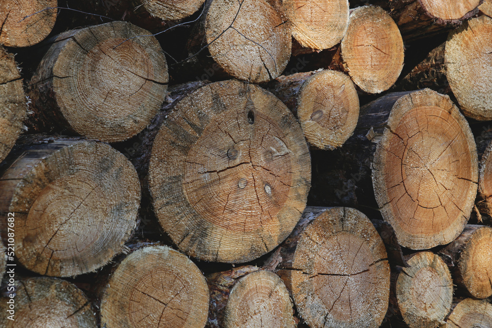 Front view on stacked wood in the forest Front view on stacked wood in the forest