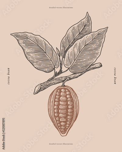 Engraving drawing of a cocoa bean on a branch with leaves. Botanical design element for labels, emblems, chocolate packaging. Vector vintage illustration on a light isolated background.
