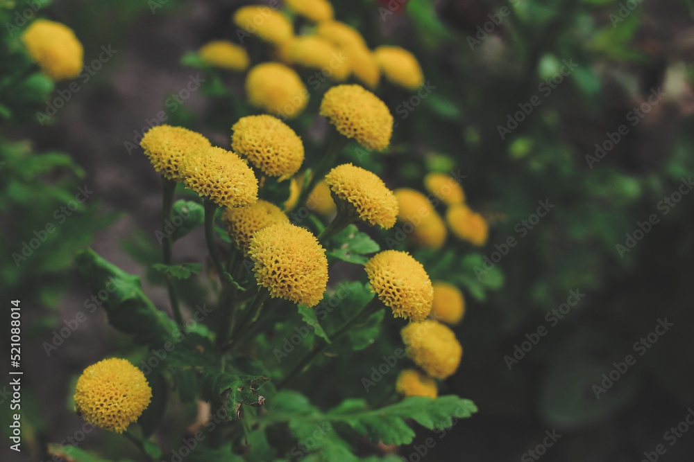 Yellow common tansy plant flowers in local floral garden. Flower natural spring summer background. Yellow common tansy plant flowers in local floral garden. Flower natural spring summer background.