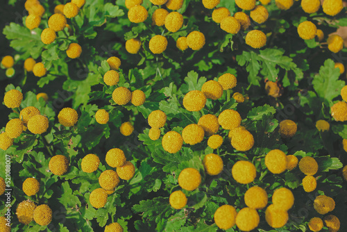 Yellow common tansy plant flowers in local floral garden. Flower natural spring summer background.