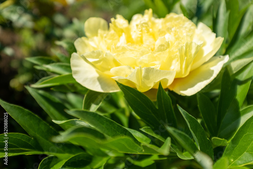 Large yellow peony in the summer garden at the sunny day, close-up. Bright congratulation on the holiday. Peony bud for poster, calendar, post, screensaver, wallpaper, card, banner, cover