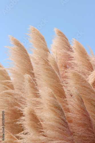 A  bunch of natural Pampa Grass ( Capim-dos-pampas, Cortaderia selloana ) blowing in the wind against a blue sky photo