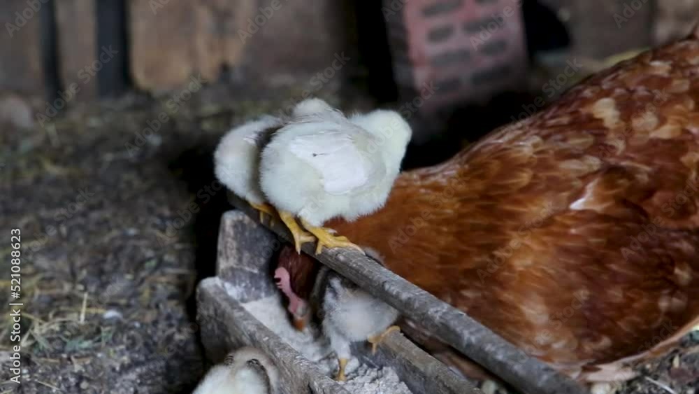 Beautiful brown hen feeding her little newborn chicks. Natural organic household and mother care concept
