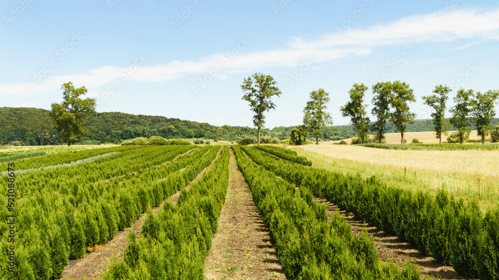 Tree farm nursery plantation with rows of thuja, coniferum, cyprus, pine trees.