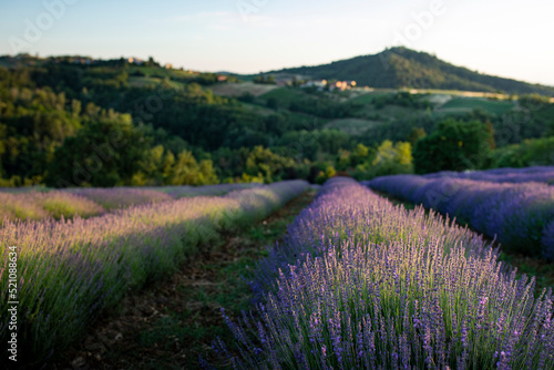 Lavender field in bloom at sunset with hills in the background. Selective focus. Oltrepo' Pavese, northern Italy. photo