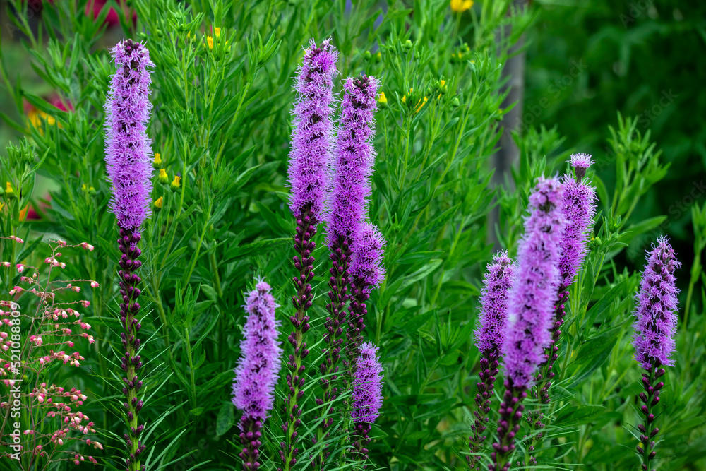 The dense blazing star or prairie feather (Liatris spicata) native to eastern North America The dense blazing star or prairie feather (Liatris spicata) native to eastern North America