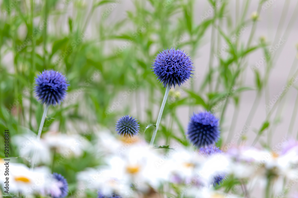 Obraz premium The Globe Blue Thistle (Echinops ritro) Native plant Europe and Asia. They have spiny foliage and produce blue or white spherical flower heads. 