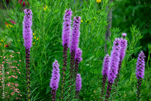 The dense blazing star or prairie feather (Liatris spicata) native to eastern North America