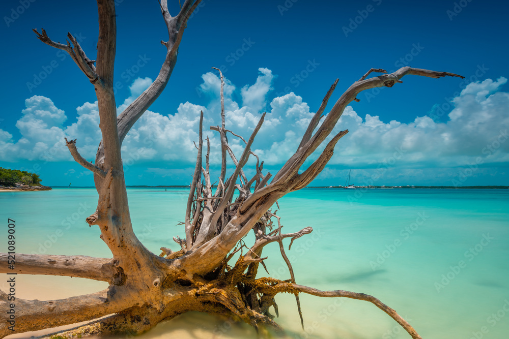 Dead tree on a beach with beautiful landscape. Dead tree on a beach with beautiful landscape.