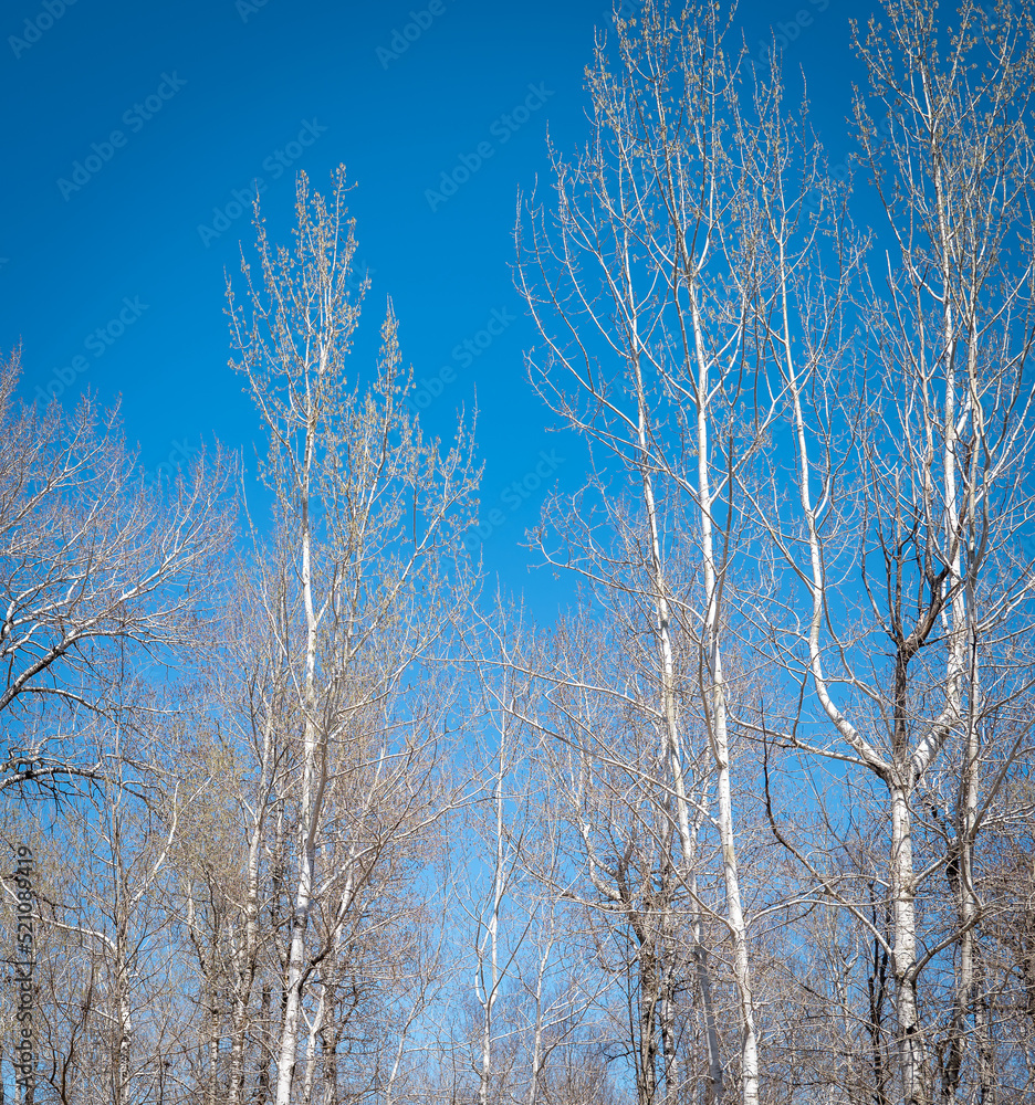 Tall poplar trees against a blue spring sky, without leaves. The branches are just starting to have buds. Tall poplar trees against a blue spring sky, without leaves. The branches are just starting to have buds.