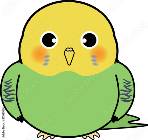 かわいいセキセイインコ