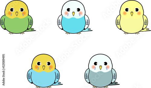 かわいいセキセイインコ正面セットカラー別