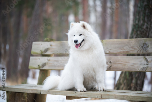 Samoyed white dog is sitting in the winter forest on a bench