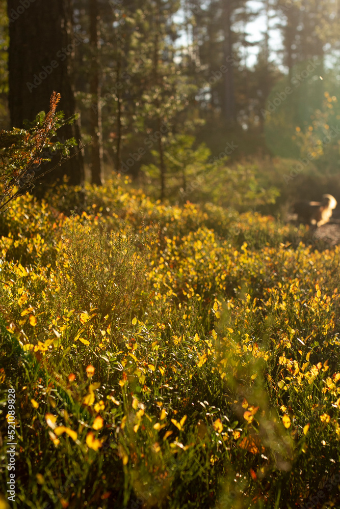 Obraz premium Cranberries leaves meadow in forest on sunset