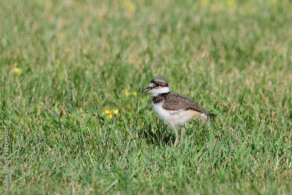 Cute Baby killdeer bird standing in a grass pasture