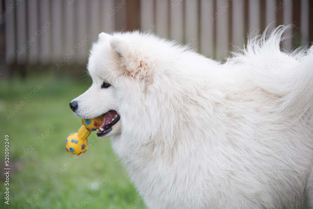 Toy samoyed 2025