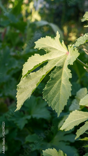 green leaves