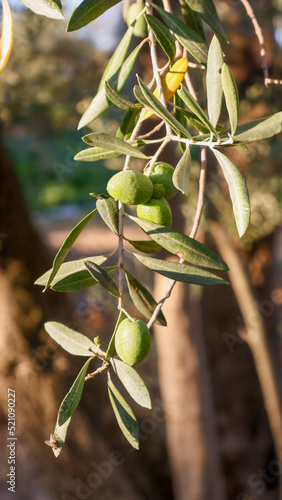 olive tree branch