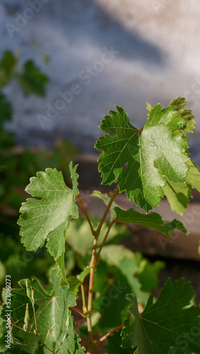 vine