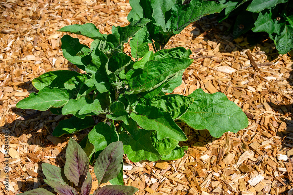Purple eggplant growing in a kitchen garden, healthy summer vegetable
Purple eggplant growing in a kitchen garden, healthy summer vegetable