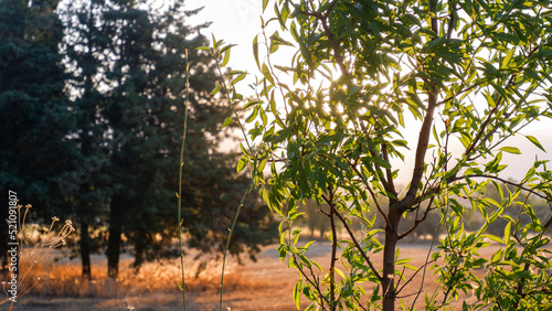 sunset in the forest