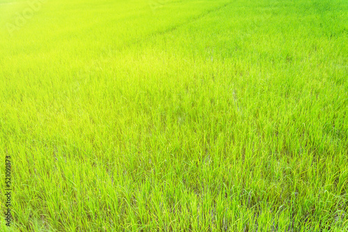 Beautiful golden green paddy rice seeds field Ear of rice