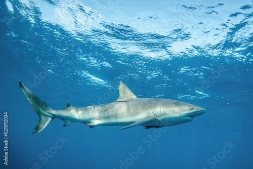 shark © lorenzoragazzi