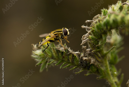 Mucha pszczoła osa na roślinie  © Ricardo
