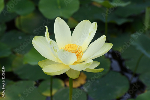 Wallpaper Mural Closeup of a yellow Lotus flower with a green background Torontodigital.ca