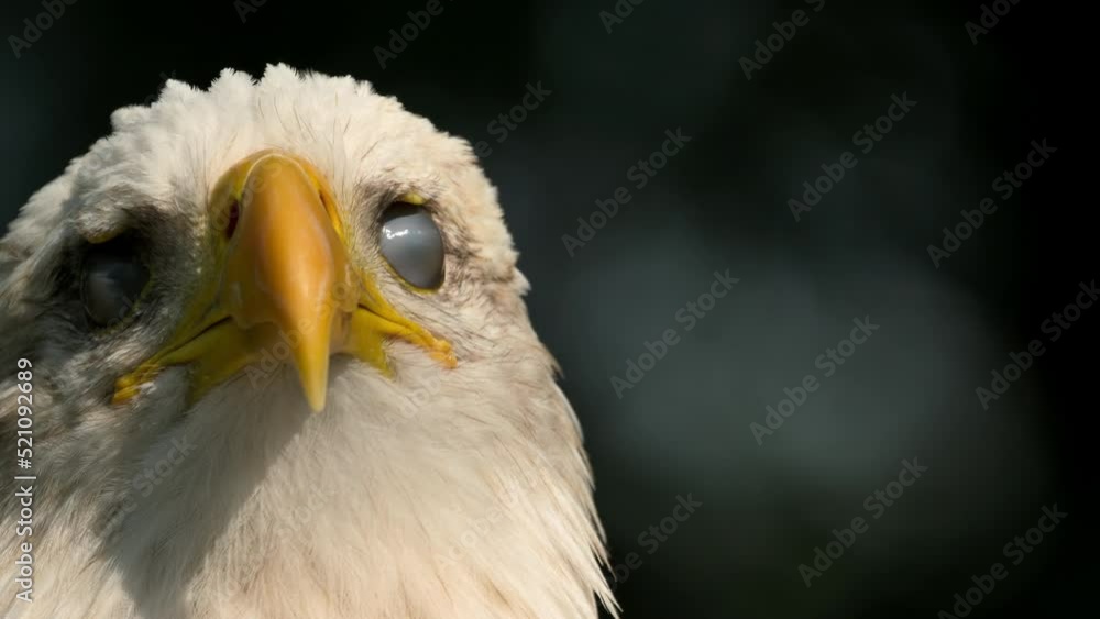 Extreme closeup of an american bald Eagle head. High quality 4k footage Extreme closeup of an american bald Eagle head. High quality 4k footage