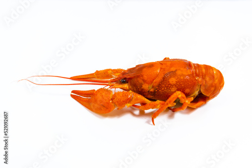 One boiled river red crayfish close up. White background with copy space.