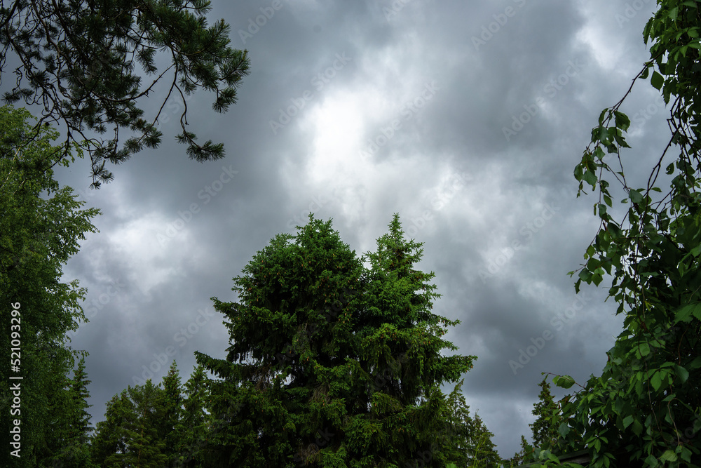 Fototapeta premium Stormy sky over the forest. Clouds and treetops. The weather is deteriorating. Bad weather.