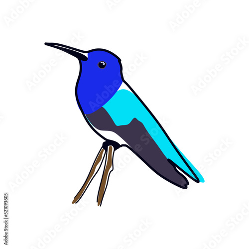 hummingbird on white background. Graphic drawing colibri. Vector The smallest bird in the world art illustration. Hummingbird logo symbol 