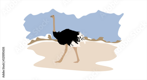 Ostrich vector illustration. African ostrich. Large flightless and long-legged fast running bird in flat style
