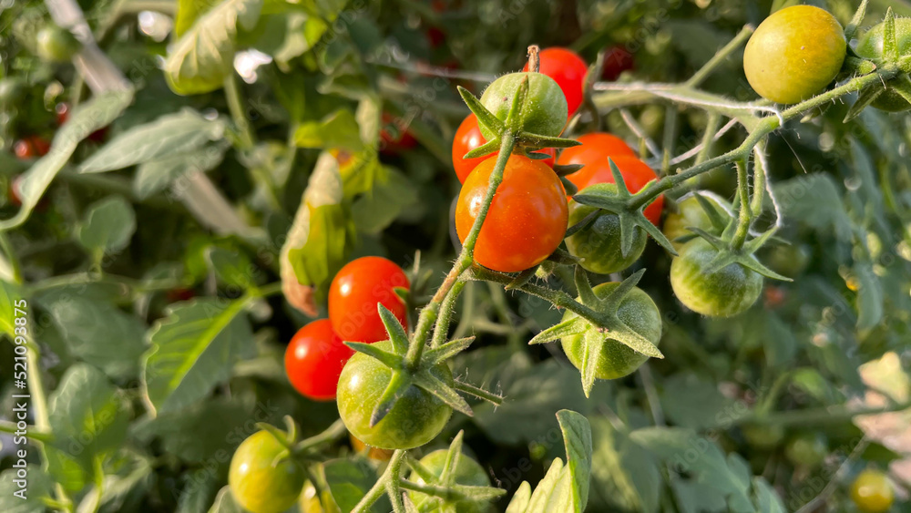 ripe small round tomatoes in the garden