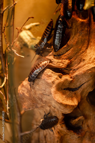 A lot of huge, ugly and terrible moustached cockroaches crawl on the wooden branches. Madagascar cockroaches in the aquarium. A large tropical cockroach from the family Blaberidae. © Andriy Medvediuk