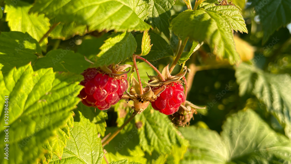 branch of ripe raspberries in a garden. branch of ripe raspberries in a garden.