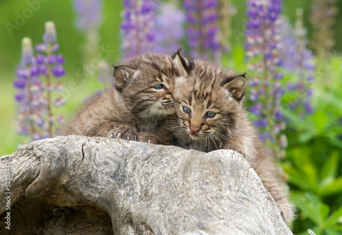 Bobcat Kitten Whispering into Littermate's ear photo