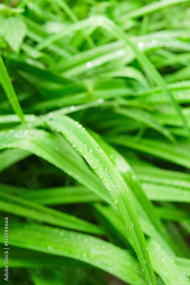 Background of green grass on a sunny day. High quality photo Background of green grass on a sunny day. High quality photo