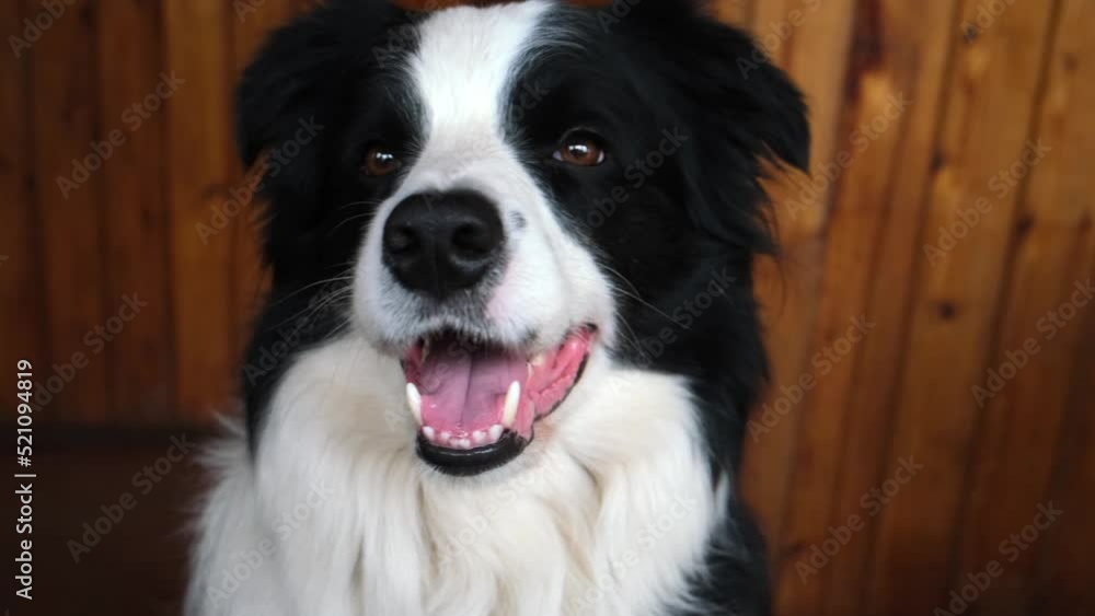 Funny portrait of puppy dog border collie indoors. Cute pet dog resting playing at home. Pet animal life concept Funny portrait of puppy dog border collie indoors. Cute pet dog resting playing at home. Pet animal life concept