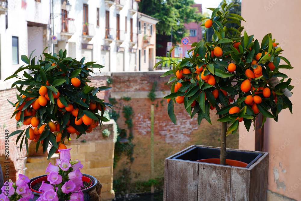 Orange kumquat fruit growing on a tree