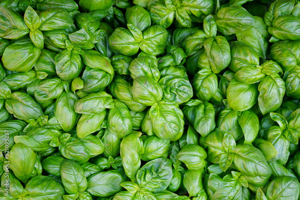 Close-up view of fresh green basil plants growing in the garden Close-up view of fresh green basil plants growing in the garden
