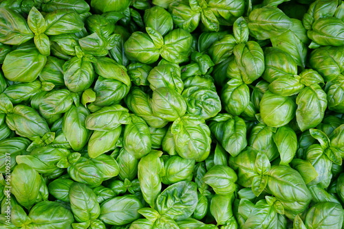 Close-up view of fresh green basil plants growing in the garden