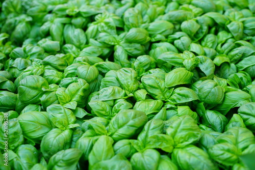 Close-up view of fresh green basil plants growing in the garden