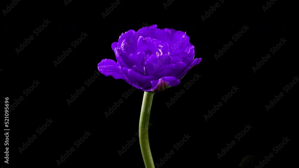 Tulip. Time Lapse of bright violet colorful tulip flower blooming on black background. Time lapse tulip bunch of spring flowers opening, close-up. Holiday bouquet. 4K video Tulip. Time Lapse of bright violet colorful tulip flower blooming on black background. Time lapse tulip bunch of spring flowers opening, close-up. Holiday bouquet. 4K video