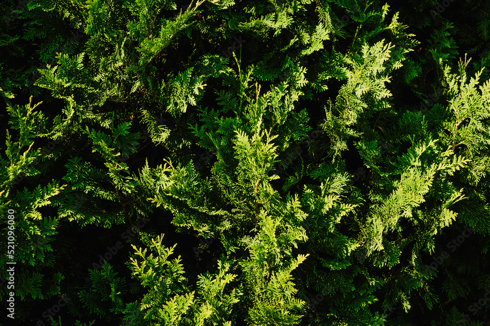 Background, texture of green cypress, evergreen arborvitae. Photography of nature.