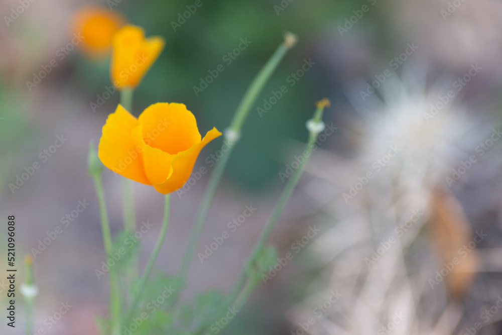 Delicate orange flower petals wave in the springtime breeze with gray stone background