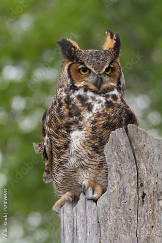 Great Horned Owl Perched