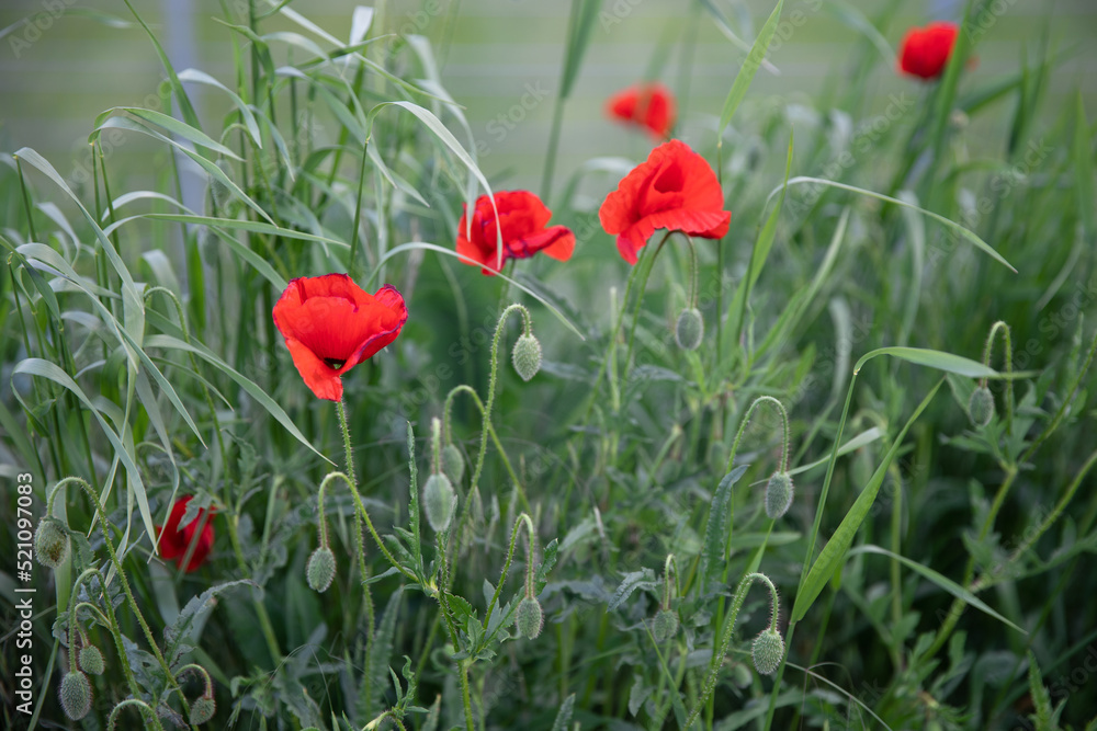 Poppy flower poppies in the field blooming red flowers natural light